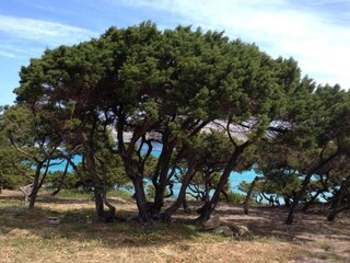 Villa Stintino Environment 36