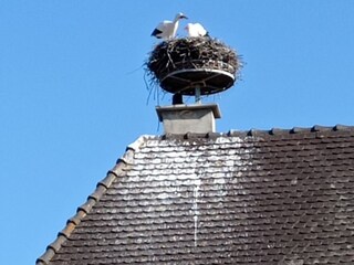 Vakantieappartement Jebsheim Buitenaudio-opname 9