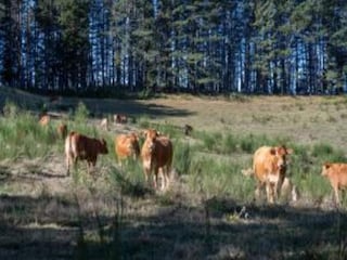 Casa de vacaciones Pescia Entorno 25