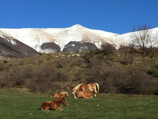 Holiday cottage Pescia Environment 34