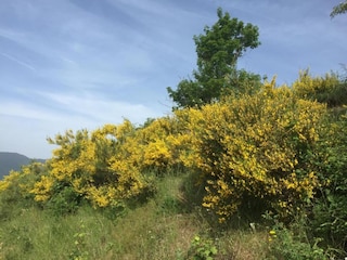 Holiday cottage Pescia Environment 36