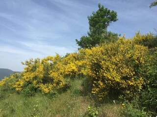 Maison de vacances Pescia Environnement 36