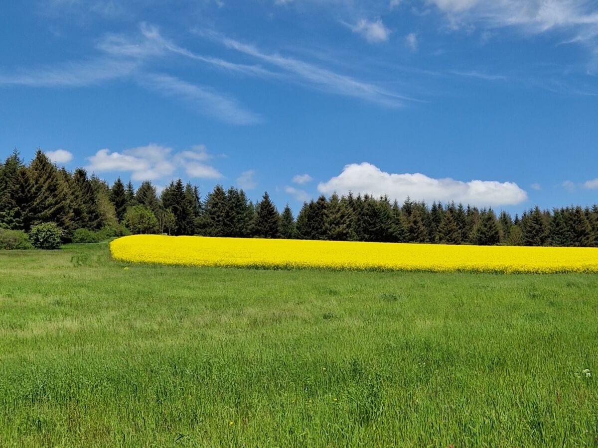 leuchtend gelber Raps