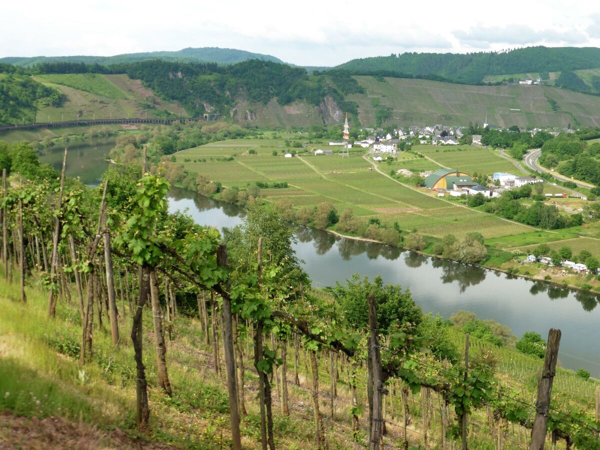 Weinberge Mosel