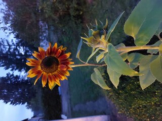 Sommer