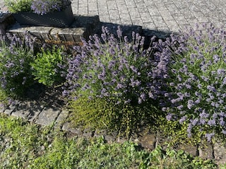 Lavendel vor dem Haus