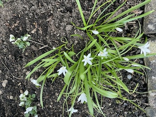 Frühling