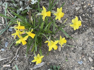 Frühling