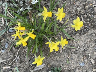 Frühling