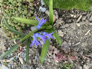 Frühling