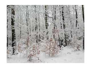 Winterstimmung im Nationalpark Eifel
