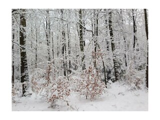 Winterstimmung im Nationalpark Eifel