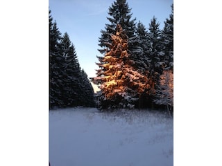 Wintermorgen im Nationalpark Eifel