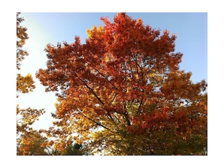 Indian Summer im Nationalpark Eifel