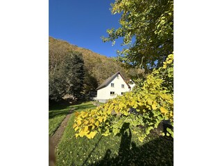 "Indian Summer" mit Ginkgo Biloba