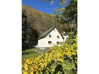 Frontalansicht mit Ginkgo Biloba
