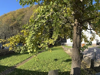 Großer Garten mit  Ginkgo Biloba