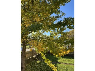 Ginkgo im Farbrausch