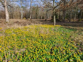 Hinter dem Haus blüht es im Frühjahr