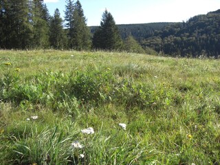 Kräuter am Wegesrand
