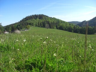 Kräuterwiese