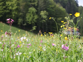 Blumenwiese