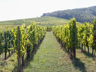 Appartamento Dambach-la-Ville Ambiente 34