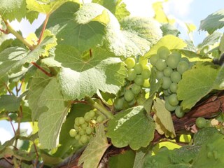 Apartment Dambach-la-Ville Umgebung 38