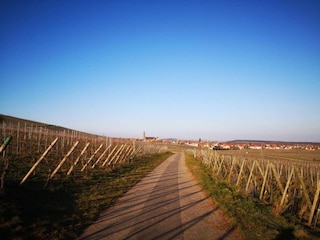 Appartement Dambach-la-Ville Environnement 28