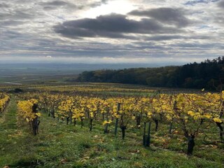 Apartment Dambach-la-Ville Umgebung 28