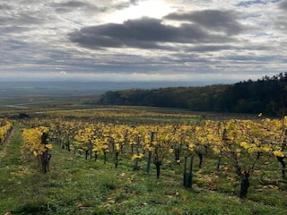 Apartment Dambach-la-Ville Umgebung 29