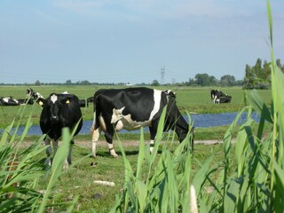 Casa de vacaciones West-Graftdijk Entorno 32