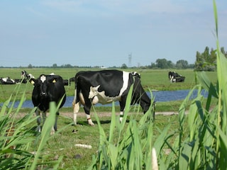 Holiday house Oost-Graftdijk Environment 22