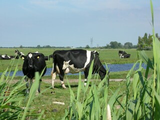 Vakantiehuis West-Graftdijk Omgeving 22