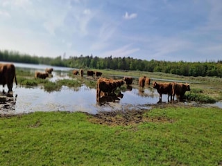 Vakantiehuis West-Graftdijk Omgeving 20