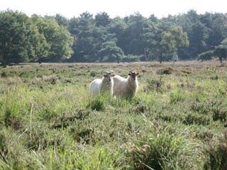 Ferienpark Hooghalen Umgebung 13