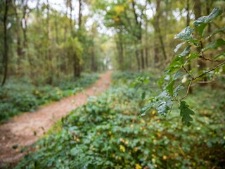 Ferienpark Hooghalen Umgebung 15