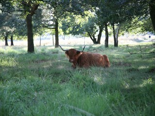 Vakantiepark Hooghalen Omgeving 14