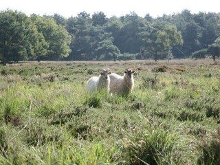 Vakantiepark Hooghalen Omgeving 17