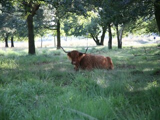 Ferienpark Hooghalen Umgebung 14