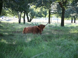 Parc de vacances Hooghalen Environnement 16