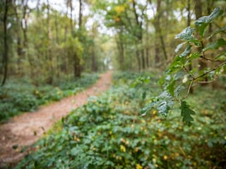 Vakantiepark Hooghalen Omgeving 13