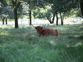 Parc de vacances Hooghalen Environnement 12