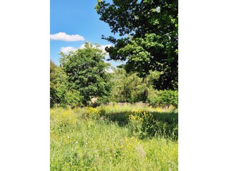 Wildblumengarten mit großer schattenspendenden Eiche