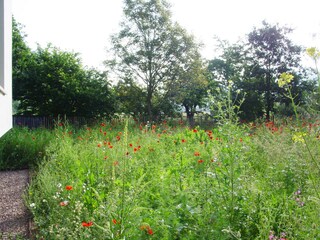 Blick in den Garten mit Wildblumenwiese
