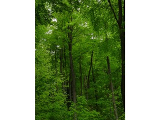 der Nationalpark Hainich