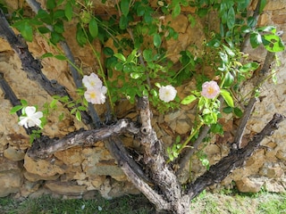 Cottage Saint-Georges-de-Montclard  39