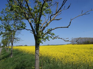 Rapsfeld