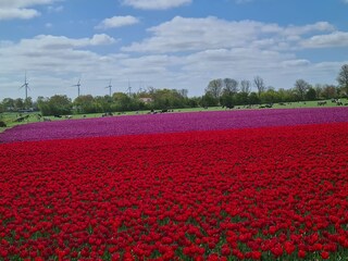 Chalet Westerland (Wieringen) Ambiente 33