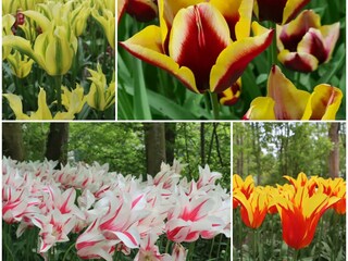 Chalet Westerland (Wieringen) Ambiente 35